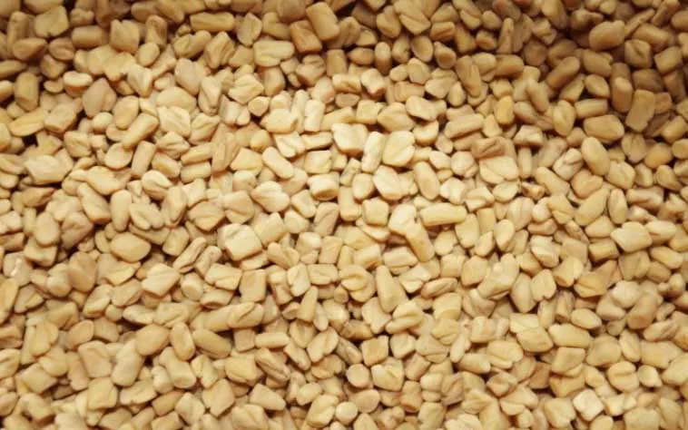 Fenugreek for diabetes: seeds and their benefits for blood sugar