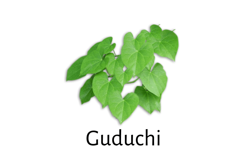 Tinospora Cordifolia (Guduchi) for Diabetes