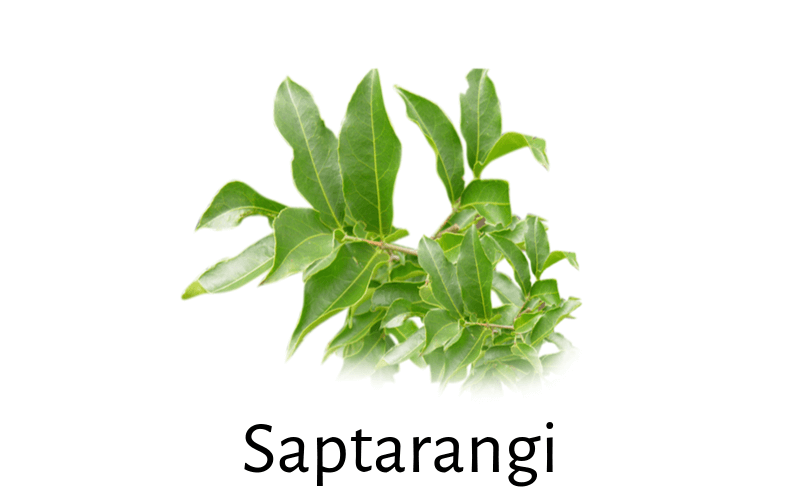 Salacia Retriculata (Saptarangi) for Diabetes