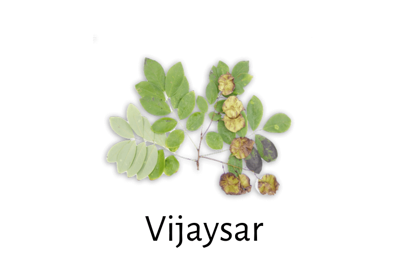 Pterocarpus Marsupium (Vijaysar)