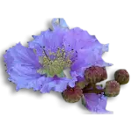 Banaba leaves, an herb for managing blood sugar