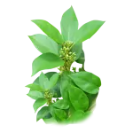 Gymnema sylvestre (gurmar), an herb for blood sugar levels