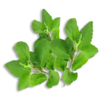 Tulsi (Ocimum sanctum), holy basil herb for diabetes