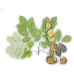 Pterocarpus Marsupium (Vijayasar)