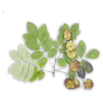 Pterocarpus Marsupium Pterocarpus marsupium wood used in herbal diabetes remedies