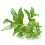 Salacia Retriculata (Meharimula)