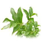 Salacia Retriculata Salacia reticulata, an herb used for managing blood sugar