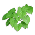 Guduchi (Tinospora cordifolia), an herb for blood sugar