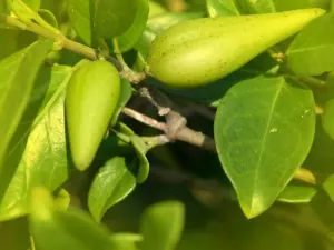 Gymnema Sylvestre helps in maintaining normal blood sugar level