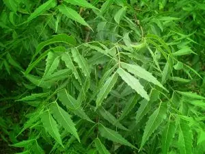 Azadirachta Indica helps in maintaining normal blood sugar level