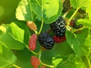Morus Indica (Mulberry)