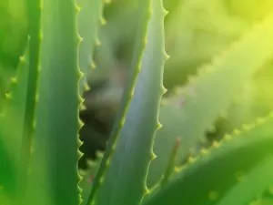 Aloe Vera