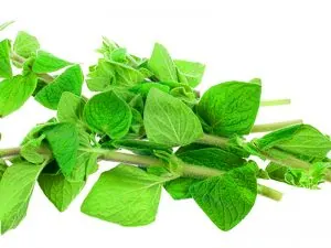 Oregano