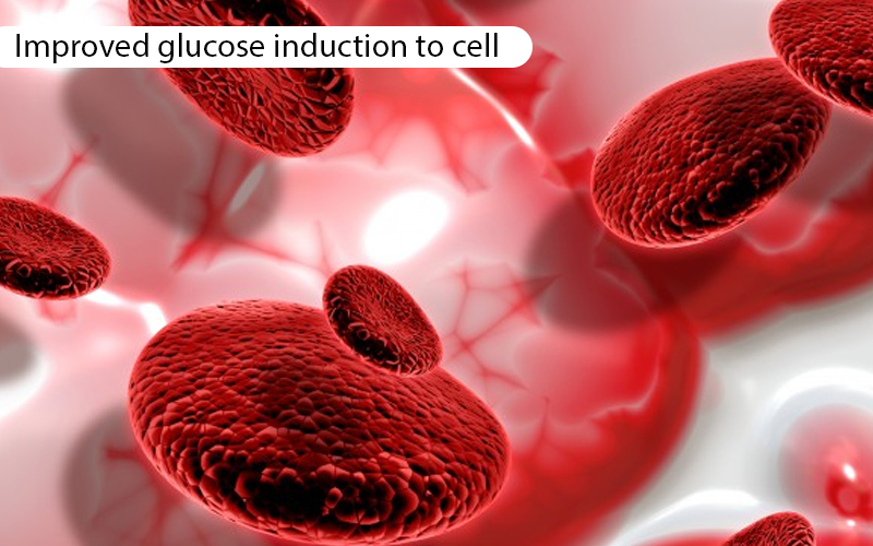 Improved Glucose Induction to Cell