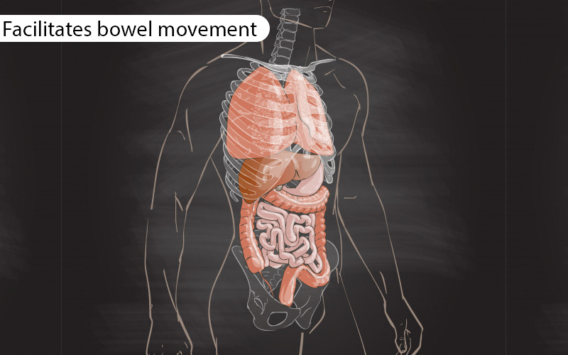 Facilitates Bowel Movement