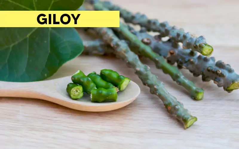 benefits of giloy in treating benefits