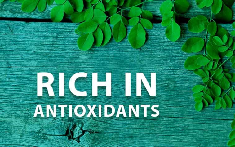anti oxidant properties of moringa