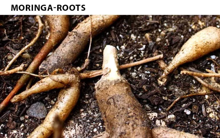 moringa roots health benefits