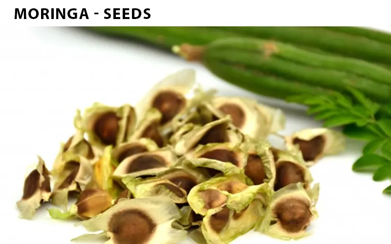 Moringa Seeds