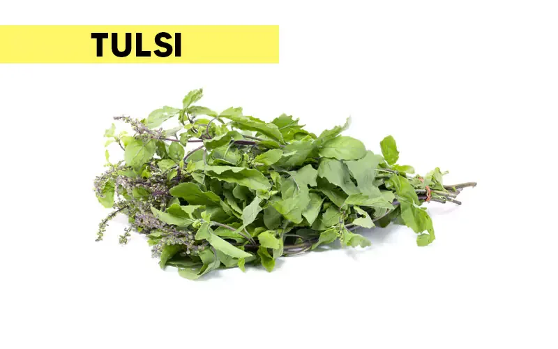 benefits of tulsi in maintaining sugar levels