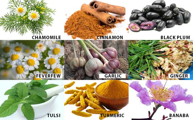 What are the different Medicinal Plant Names