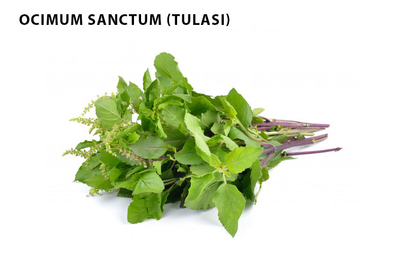 Ocimum Sanctum (Tulasi)