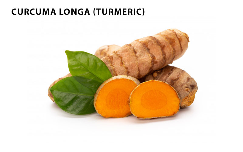 Curcuma Longa (Turmeric)