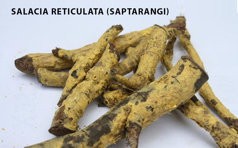 Salacia Reticulata (Saptarangi)