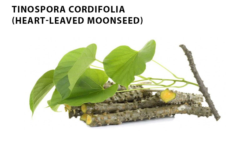 Tinospora Cordifolia (Heart-leaved moonseed)