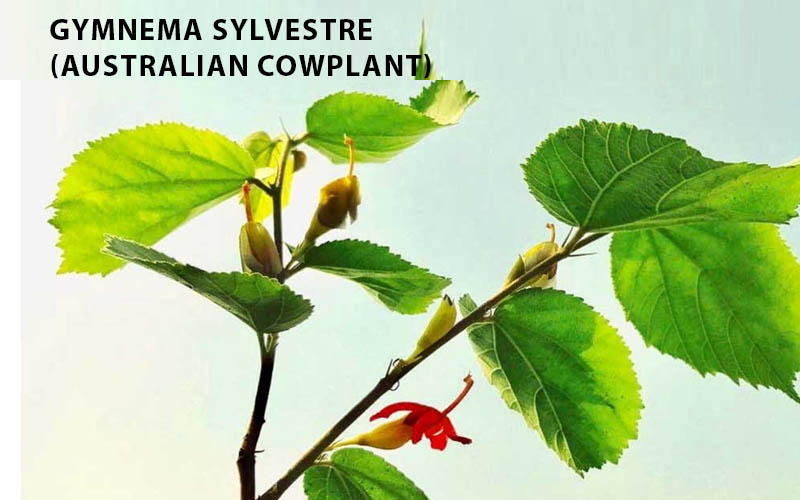 Gymnema Sylvestre (Australian cowplant)