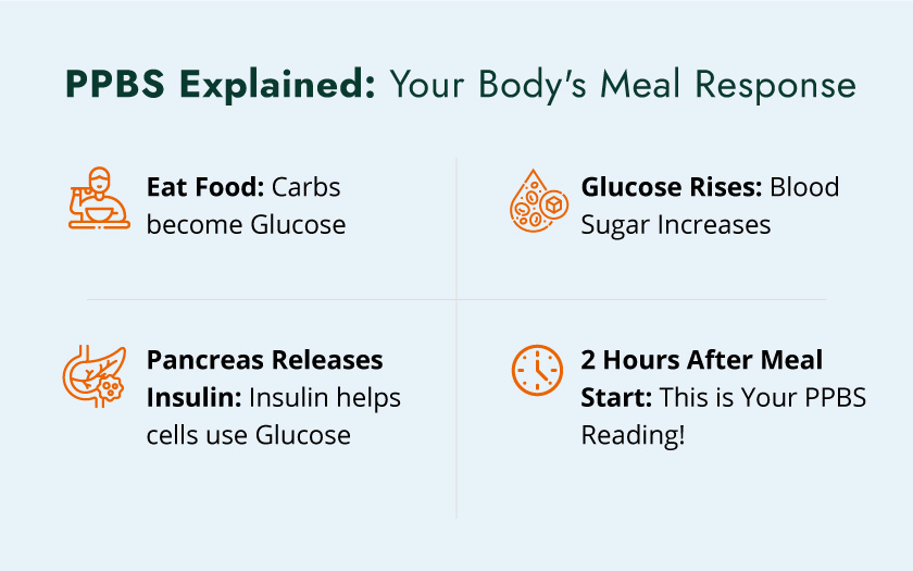 PBS infographic illustrating the body's response to meals, highlighting digestion and metabolic processes.

